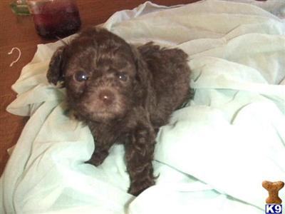 Poodle Puppies for Sale