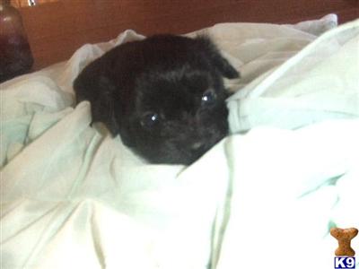 Poodle Puppies for Sale