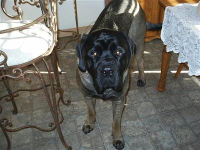 Stud Dogs - Mastiff