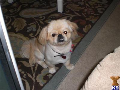 Stud Dogs - Pekingese