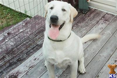 Stud Dogs - Labrador Retriever
