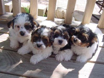 Puppies in IA