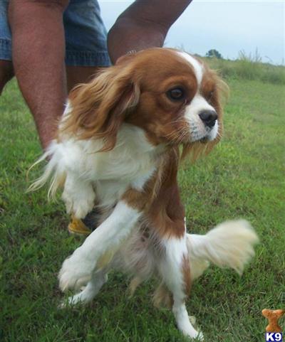 Dogs - Cavalier King Charles Spaniel