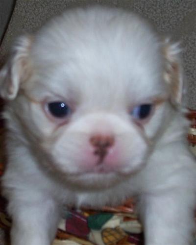 Japanese Chin Puppies for Sale