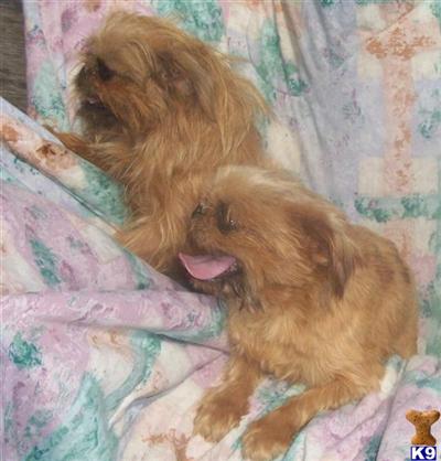 Dogs - Brussels Griffon