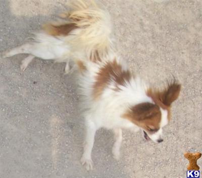 Dogs for Sale in KS