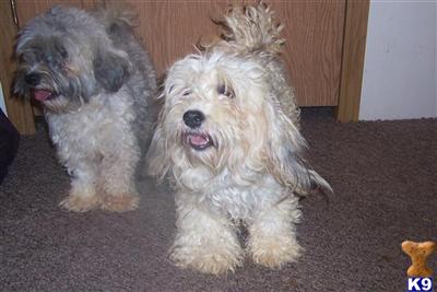 Dogs for Sale in KS