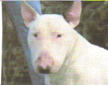 Stud Dogs - Bull Terrier