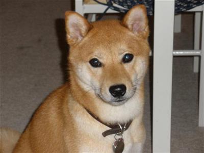 Stud Dogs - Shiba Inu