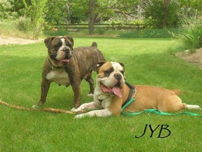 Puppies in ID