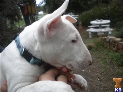 Bull Terrier Puppies for Sale