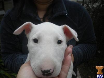 Bull Terrier Puppies for Sale