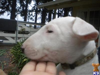 Bull Terrier Puppies for Sale