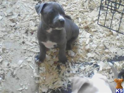 Puppies in OH