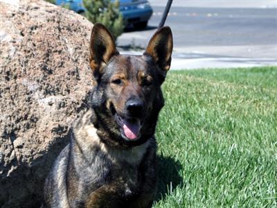 Dogs for Adoption