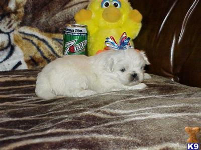 Pekingese Puppies for Sale