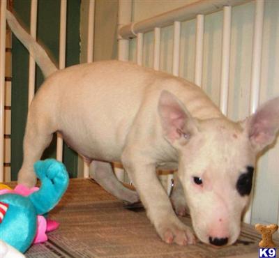 Bull Terrier Puppies for Sale