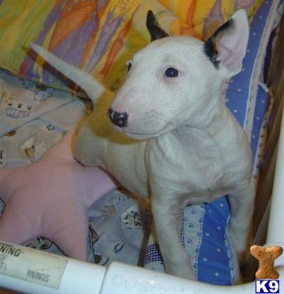 Bull Terrier Puppies for Sale