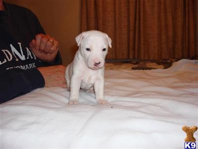 Puppies in MI