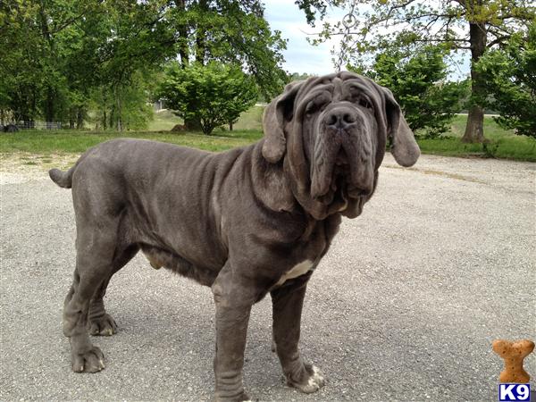 napoleon mastiff