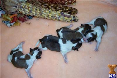 Puppies in MI