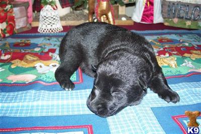 Puppies in MI