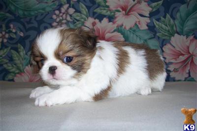Puppies in MI