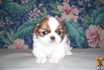 Puppies in MI