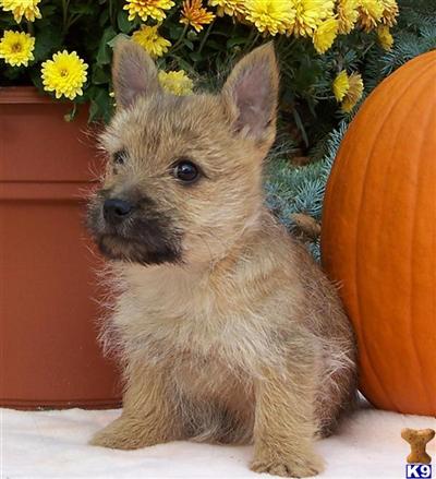Puppies in MI