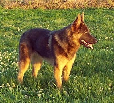 Dogs for Sale