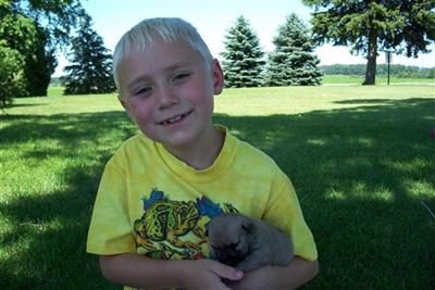 Cairn Terrier Puppies for Sale