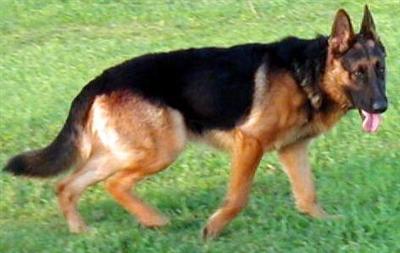 Stud Dog