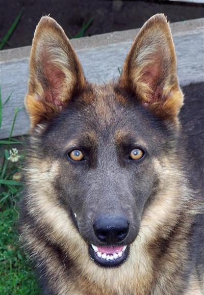 Dogs - German Shepherd