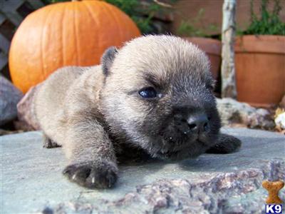 Cairn Terrier Puppies for Sale