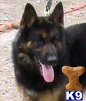 Stud Dogs - German Shepherd