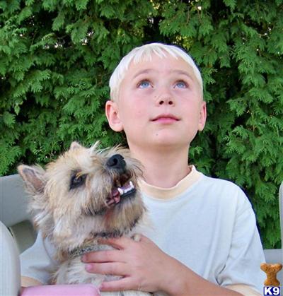 Puppies in MI