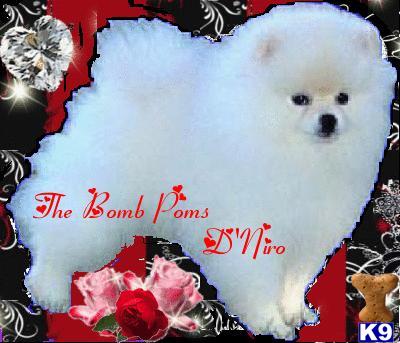 Stud Dogs - Pomeranian