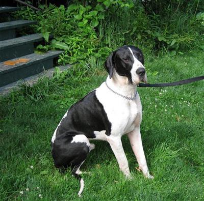 Stud Dogs in NY