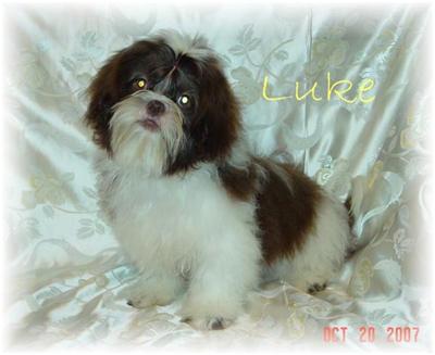 Dogs for Sale in IN