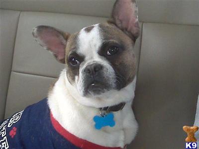 Dogs for Sale