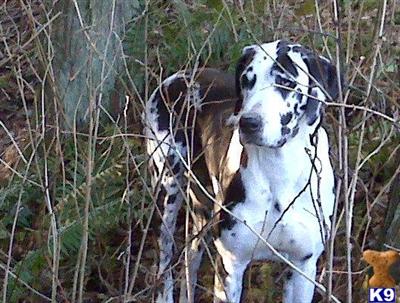 Puppies in WA