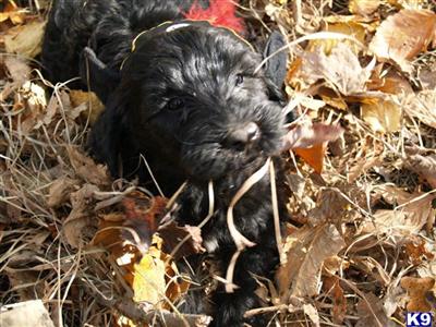 Portuguese Water Dog Puppies for Sale