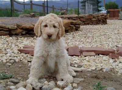 Dogs - Labradoodle