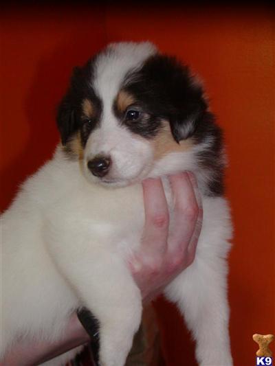 Collie Puppies for Sale