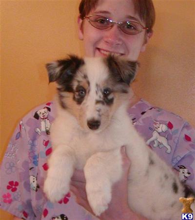 Collie Puppies for Sale
