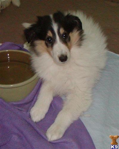 Collie Puppies for Sale