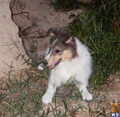 Collie Puppies for Sale