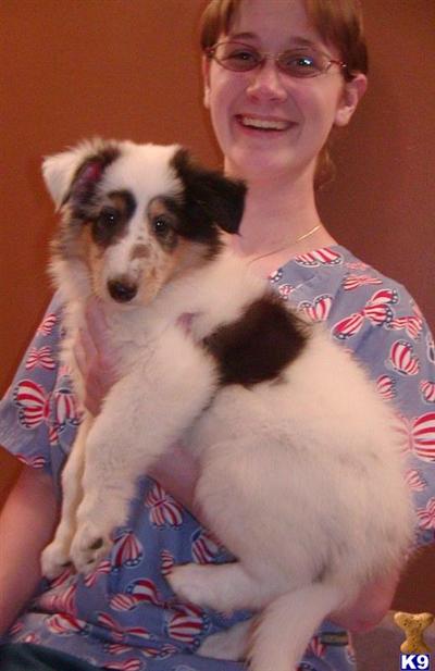 Collie Puppies for Sale