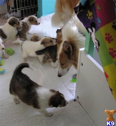 Collie Puppies for Sale