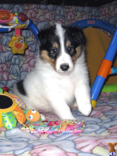 Collie Puppies for Sale